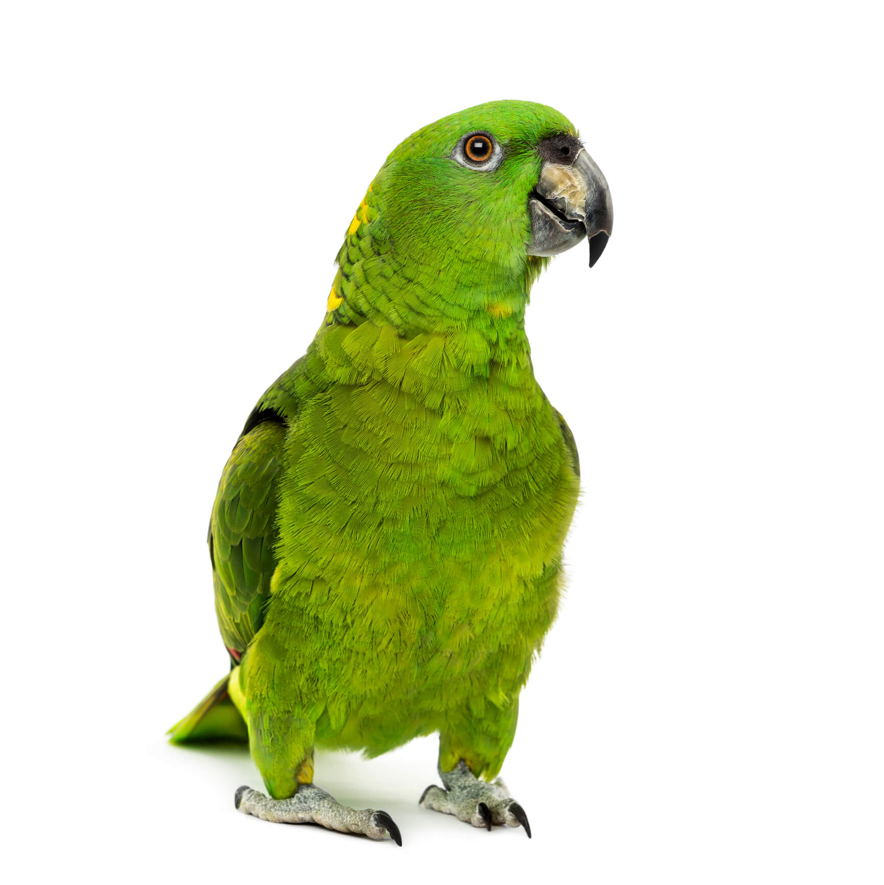 green-bird-white-background