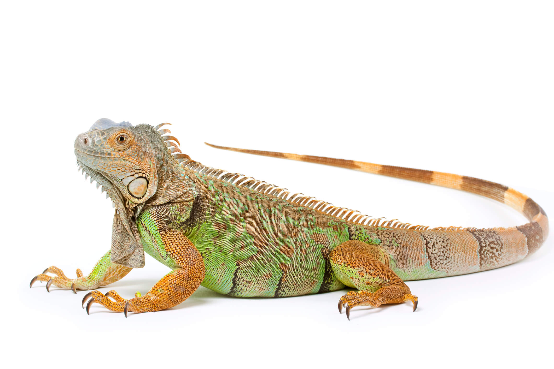 green-iguana-on-white-background