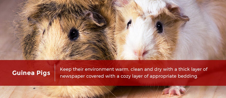 guinea-pigs