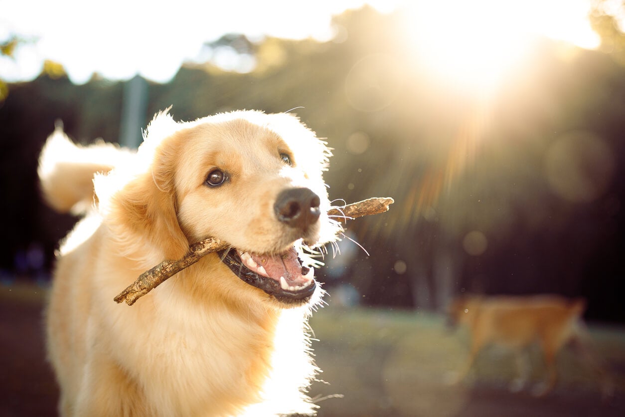 happy-dog-with-a-stick-outside