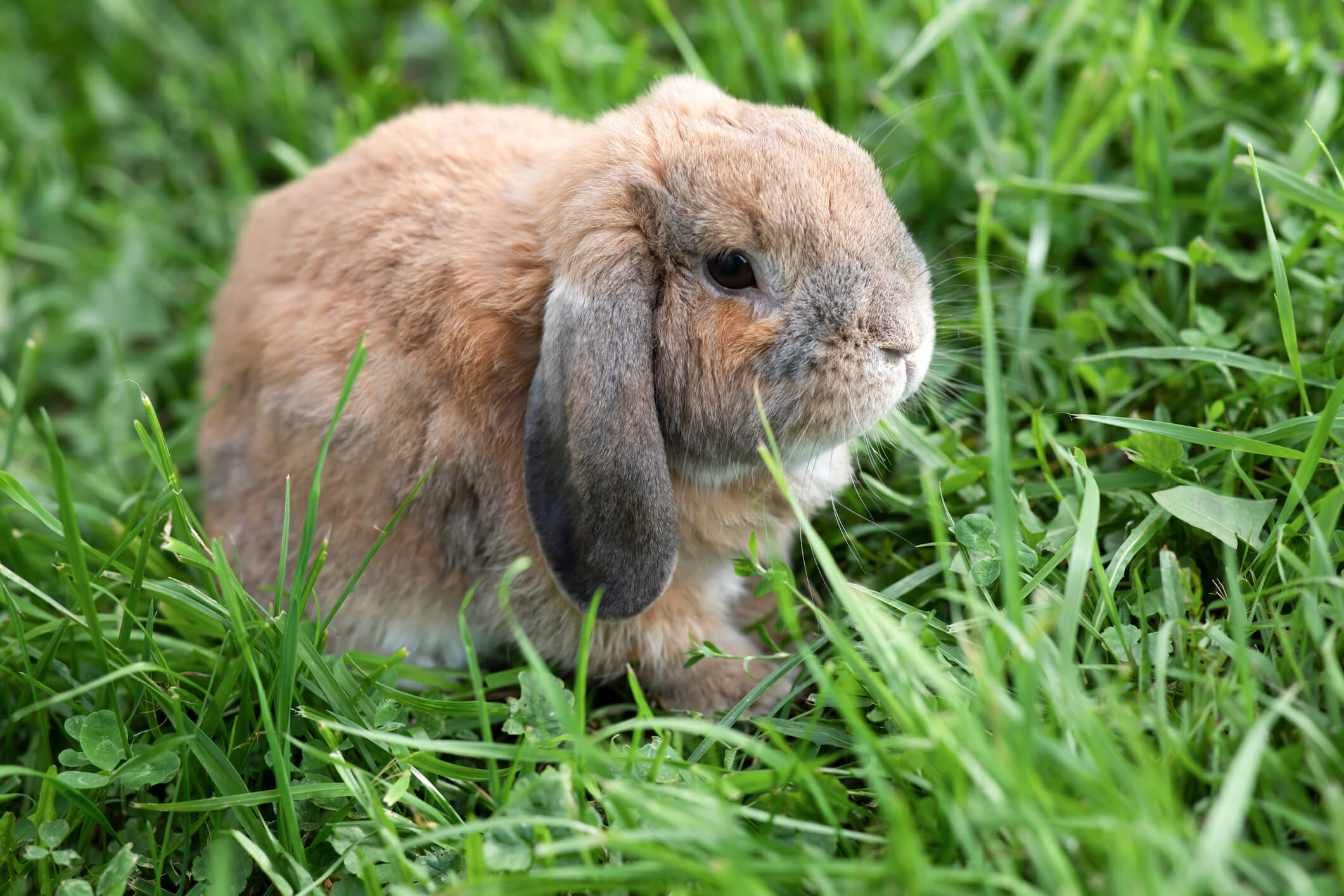 Holland Lop Rabbit