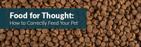 how-to-correctly-feed-your-pet