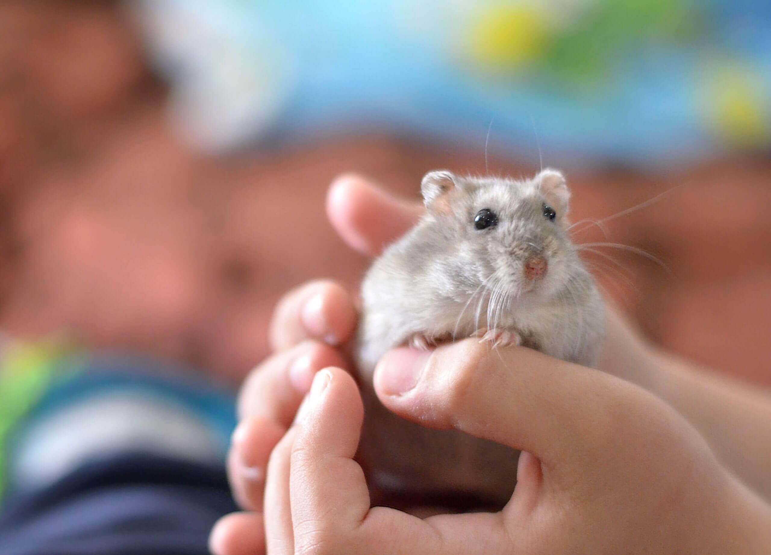 kid-holding-pet-hamster
