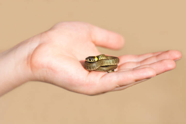 little-snake-in-male-hand little-snake-in-male-hand