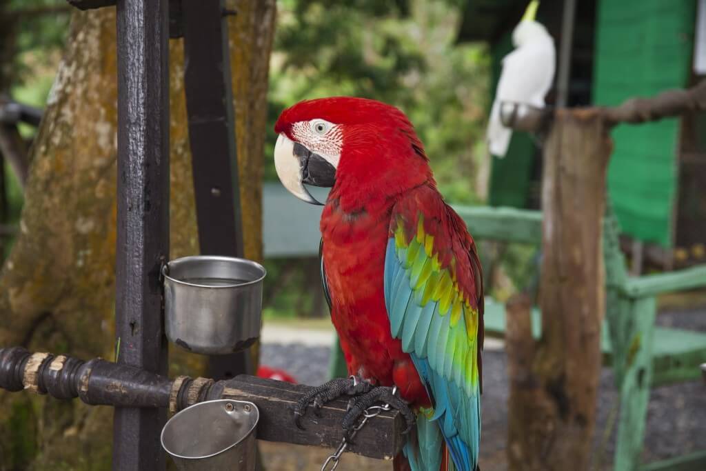 macaw