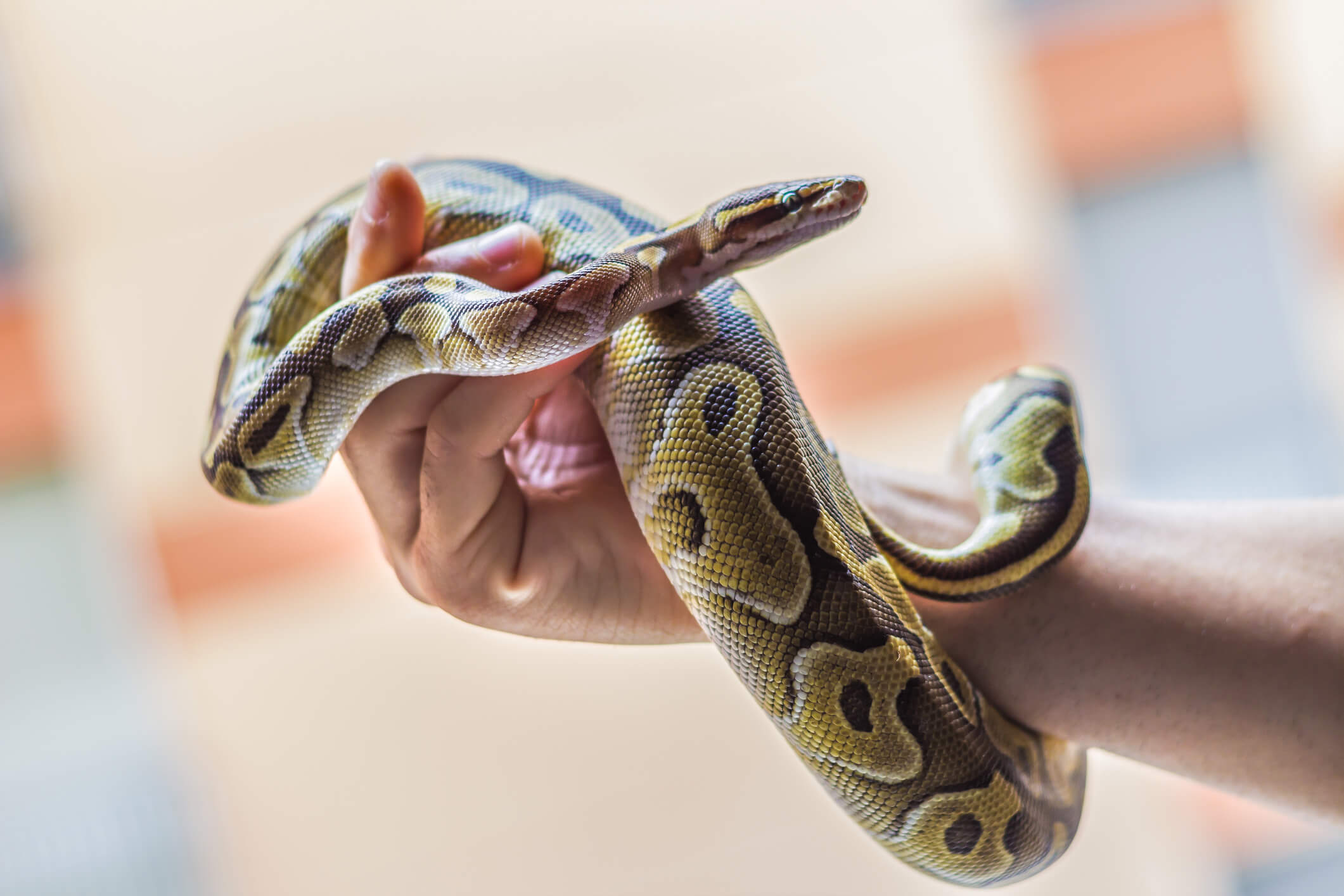 man-holding-pet-snake