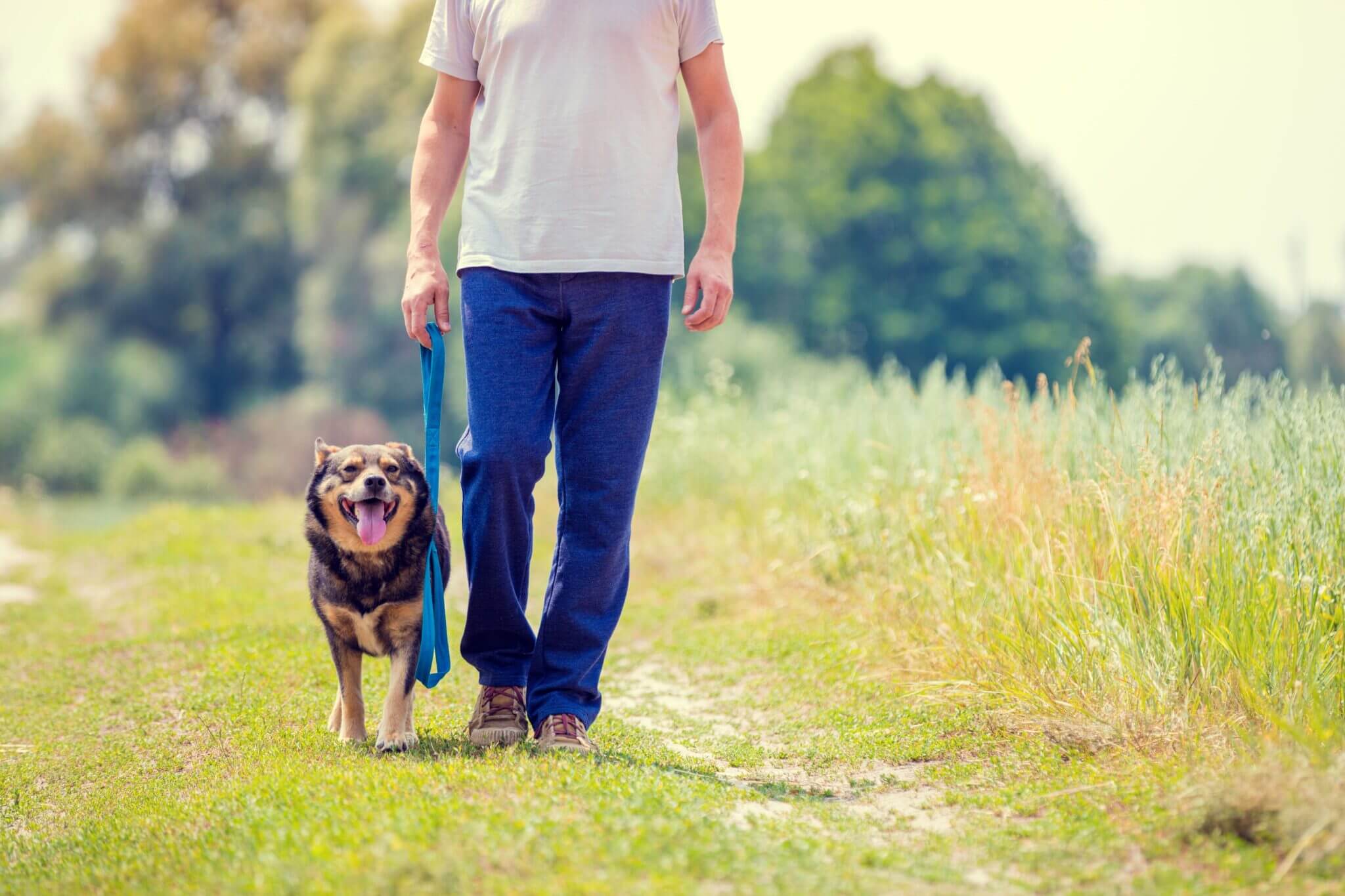 man-with-dog-on-a-leash-going-on-dirt-road-in-the-field-in-summer