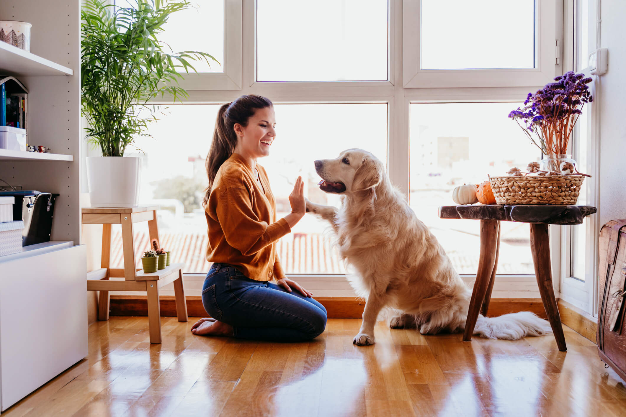 High Five with golden retriever