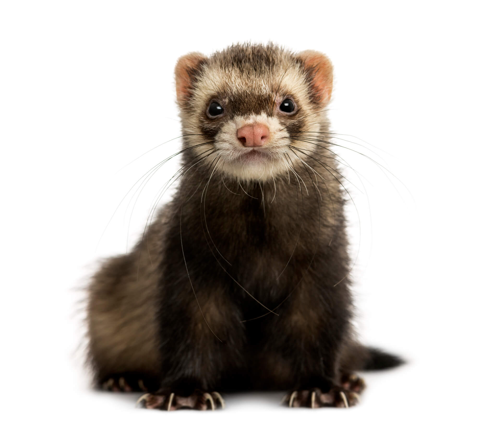 pet-ferret-on-white-background