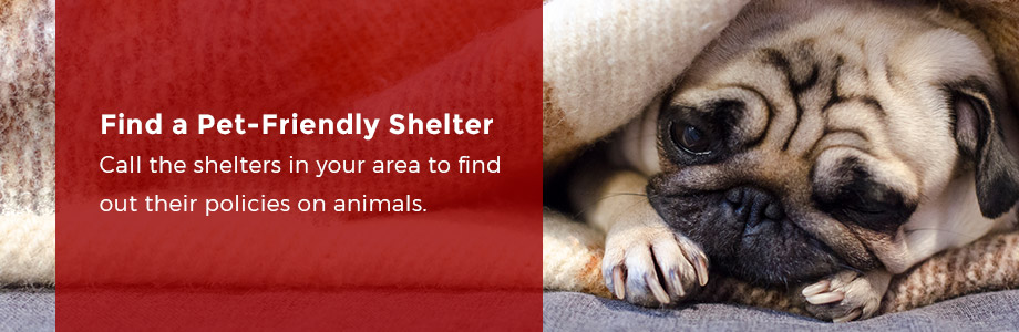 pet-friendly-shelter