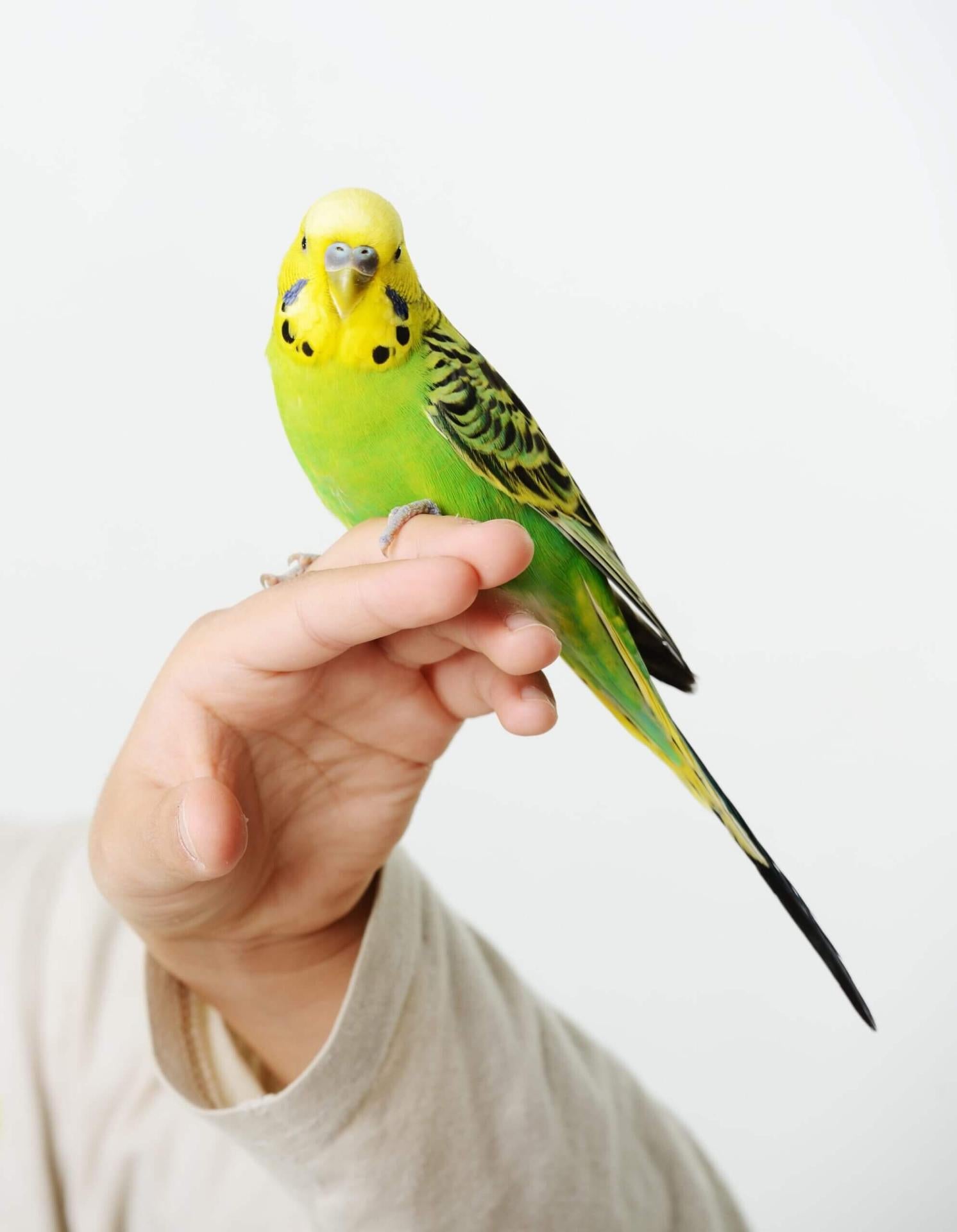 portrait-of-a-kid-girl-with-her-domestic-parrot