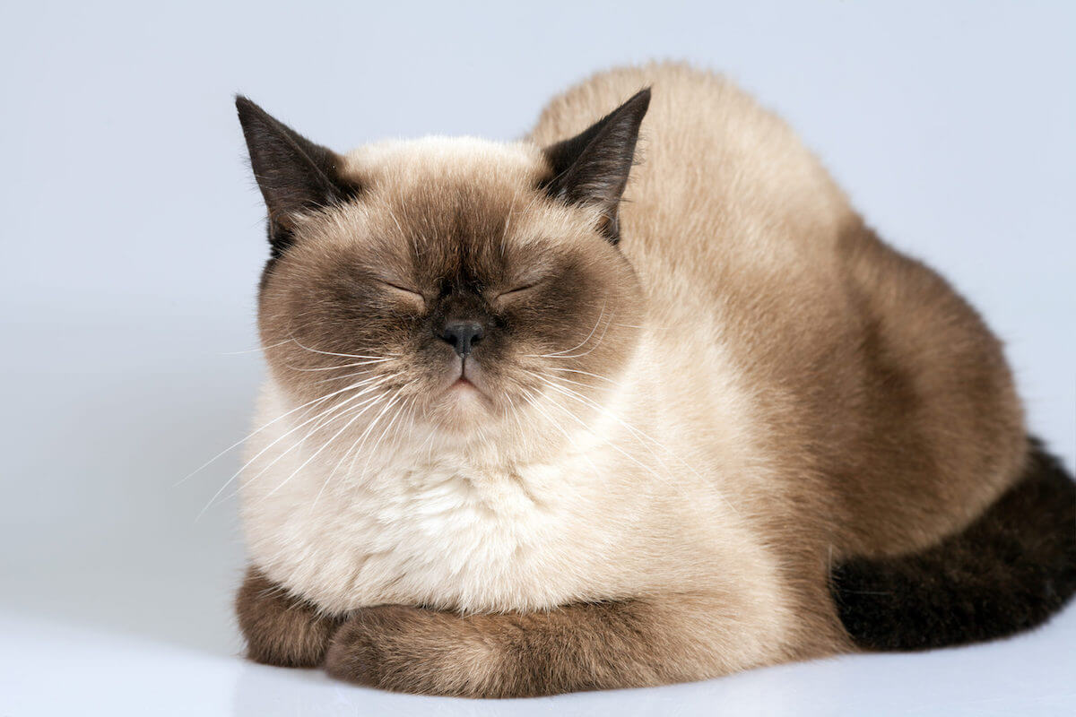 siamese cat