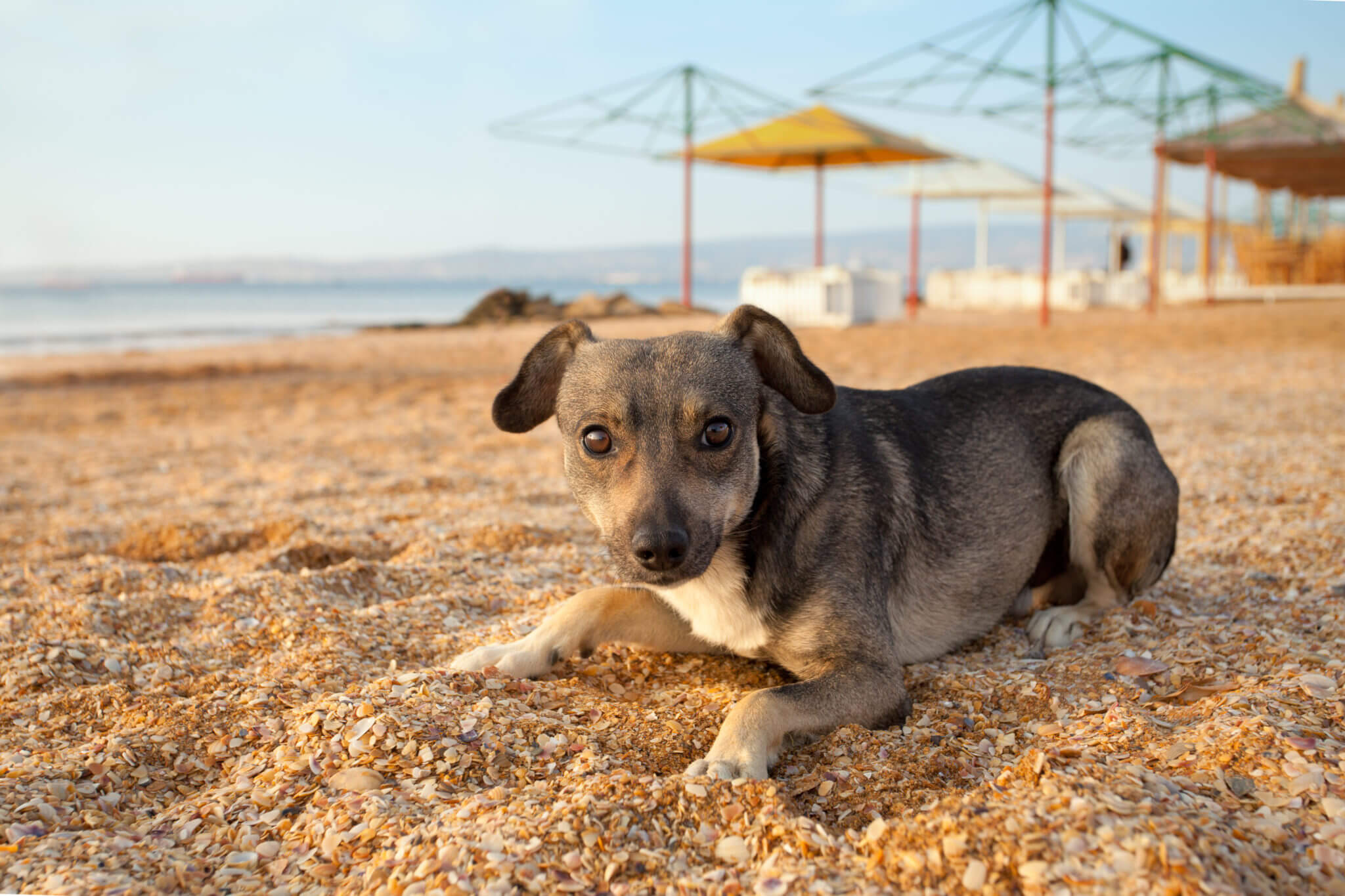 portrait-of-stray-puppy-on-the-beach