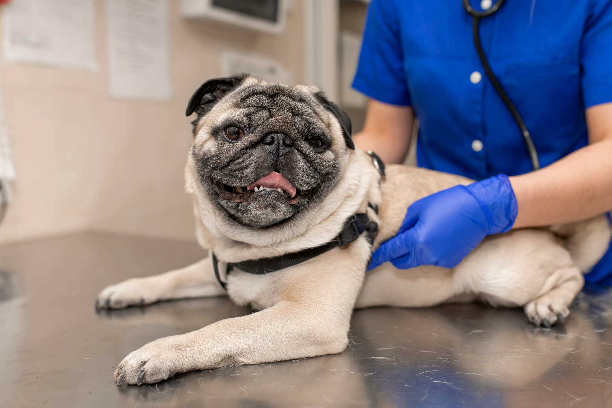 Smiling pug at the vet