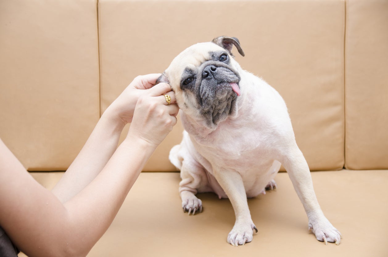 How To Properly Clean Your Dog's Ears