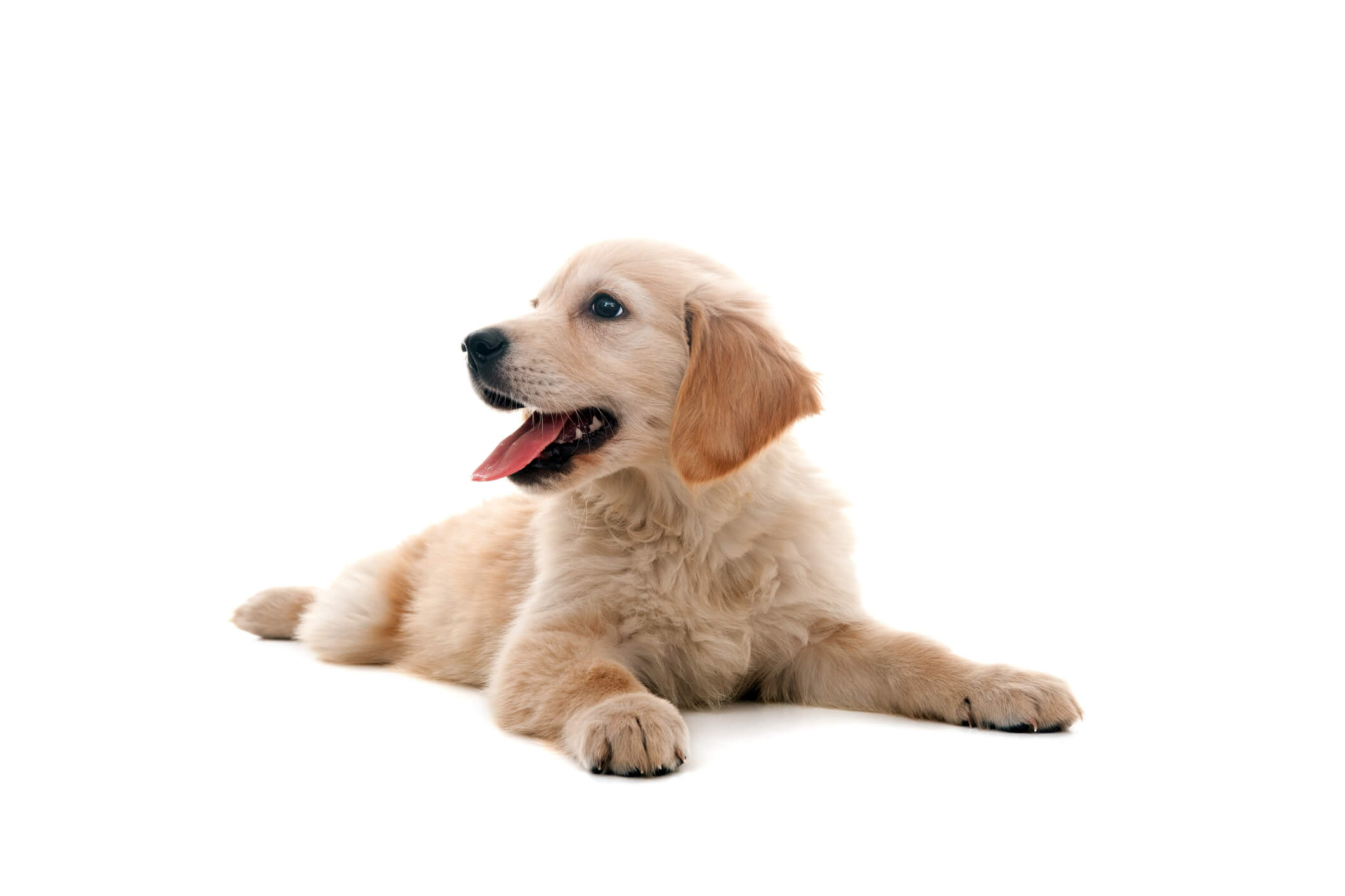 puppy-white-background