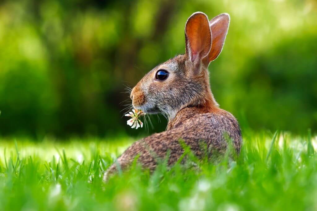 rabbit-eating-grass