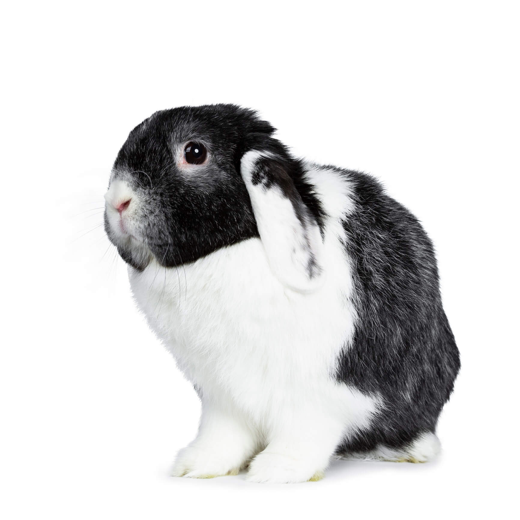 rabbit-white-background