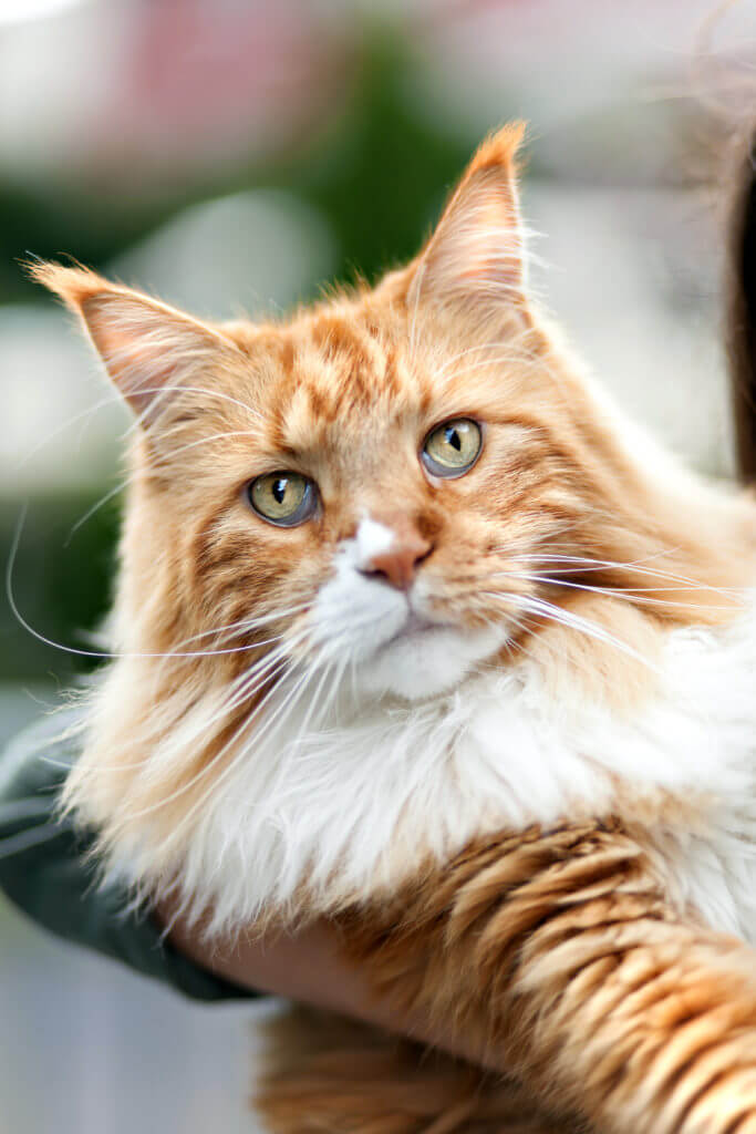 rare-purebred-maine-coon-cat-close-up-shallow-depth-of-field