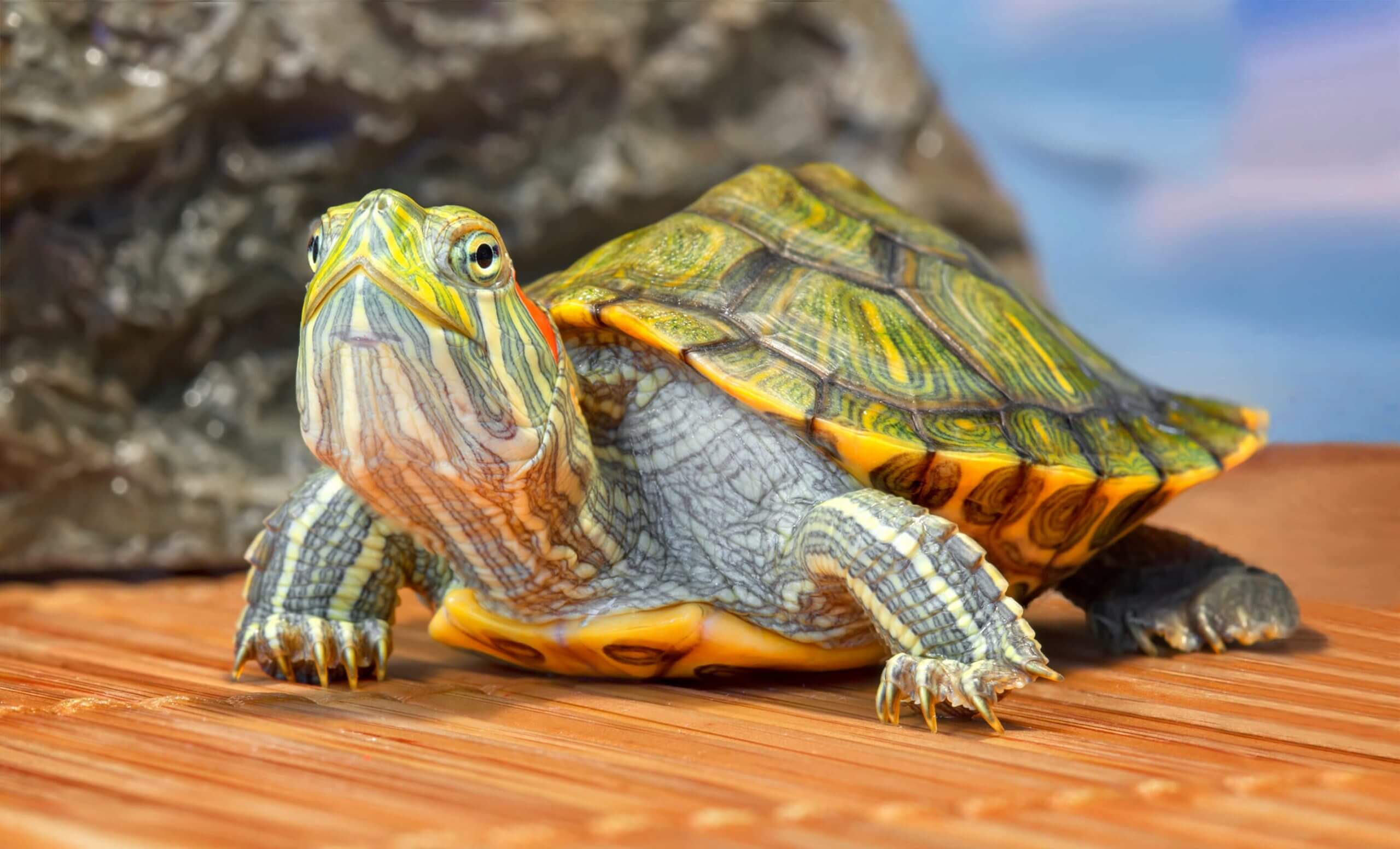 red-eared-tortoise