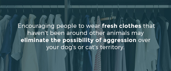 reduce-pet-aggression-with-clothes