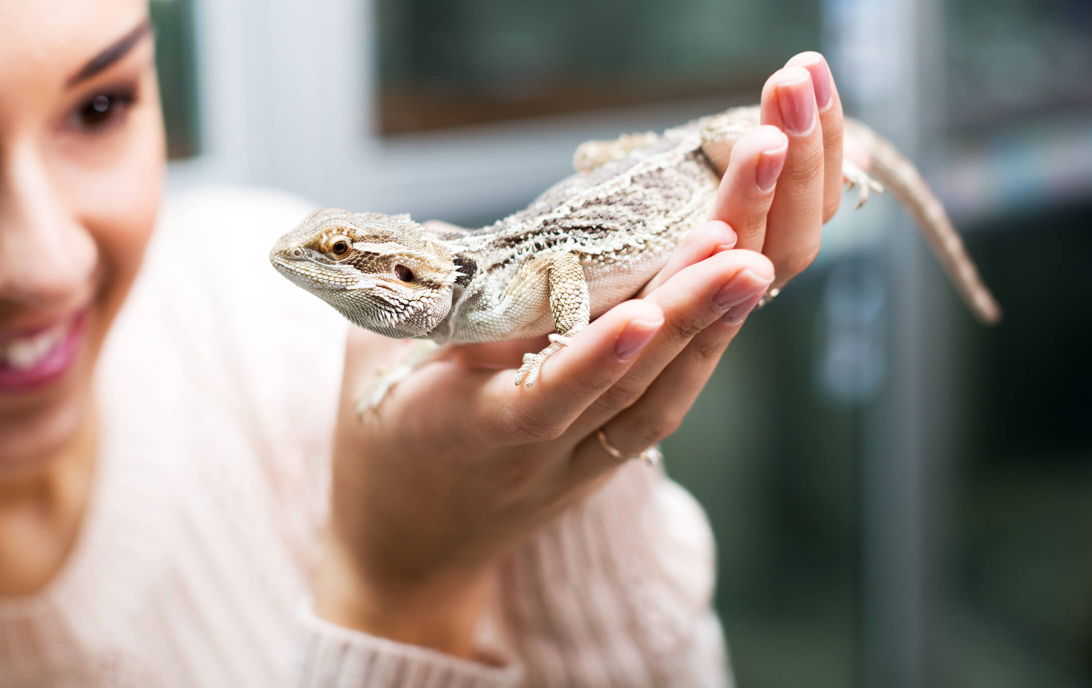 Reptile with Owner