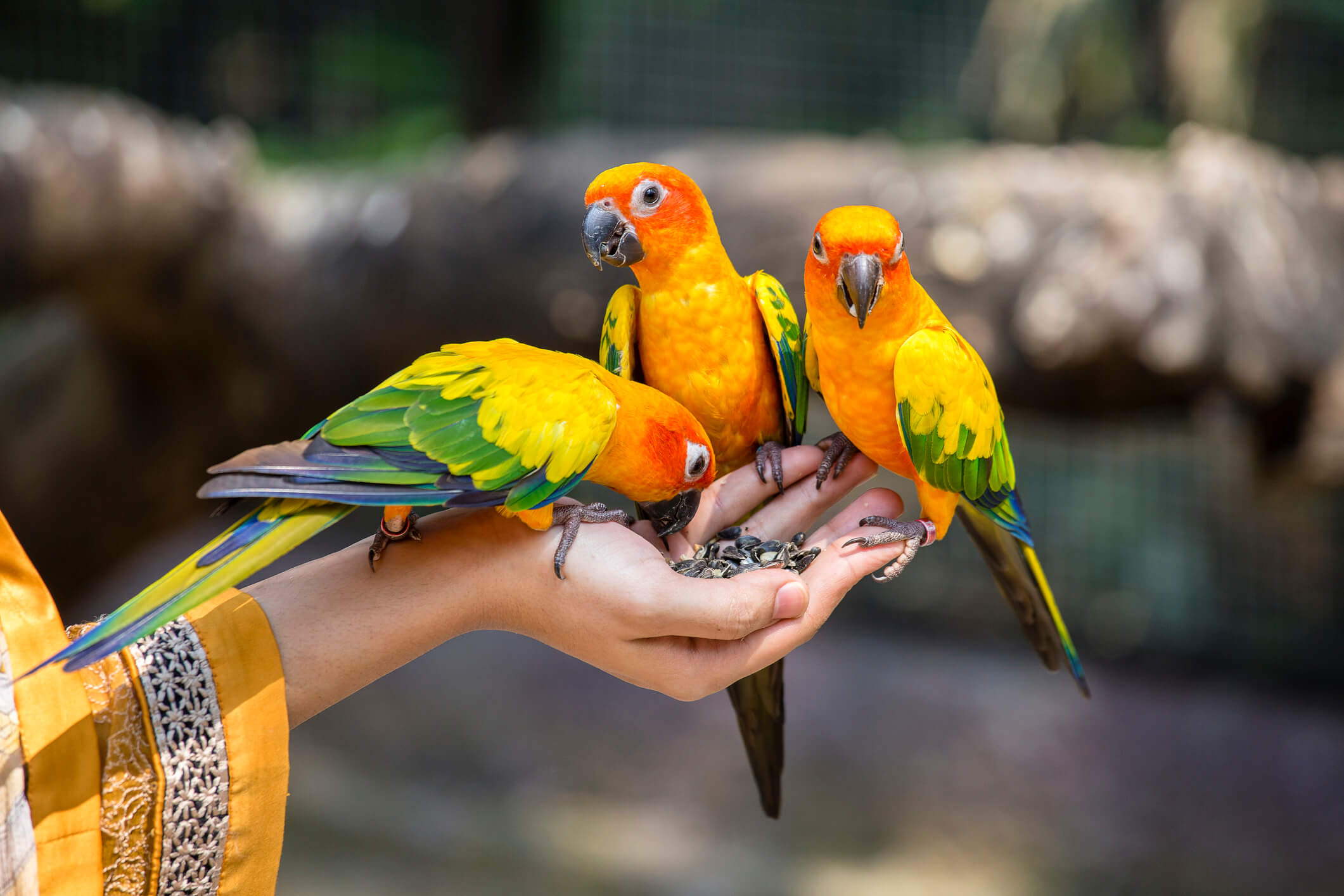 Sun Conure