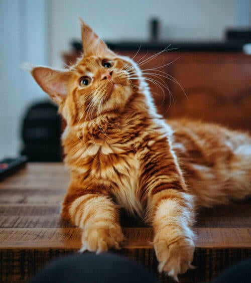 Turkish Angora Cat