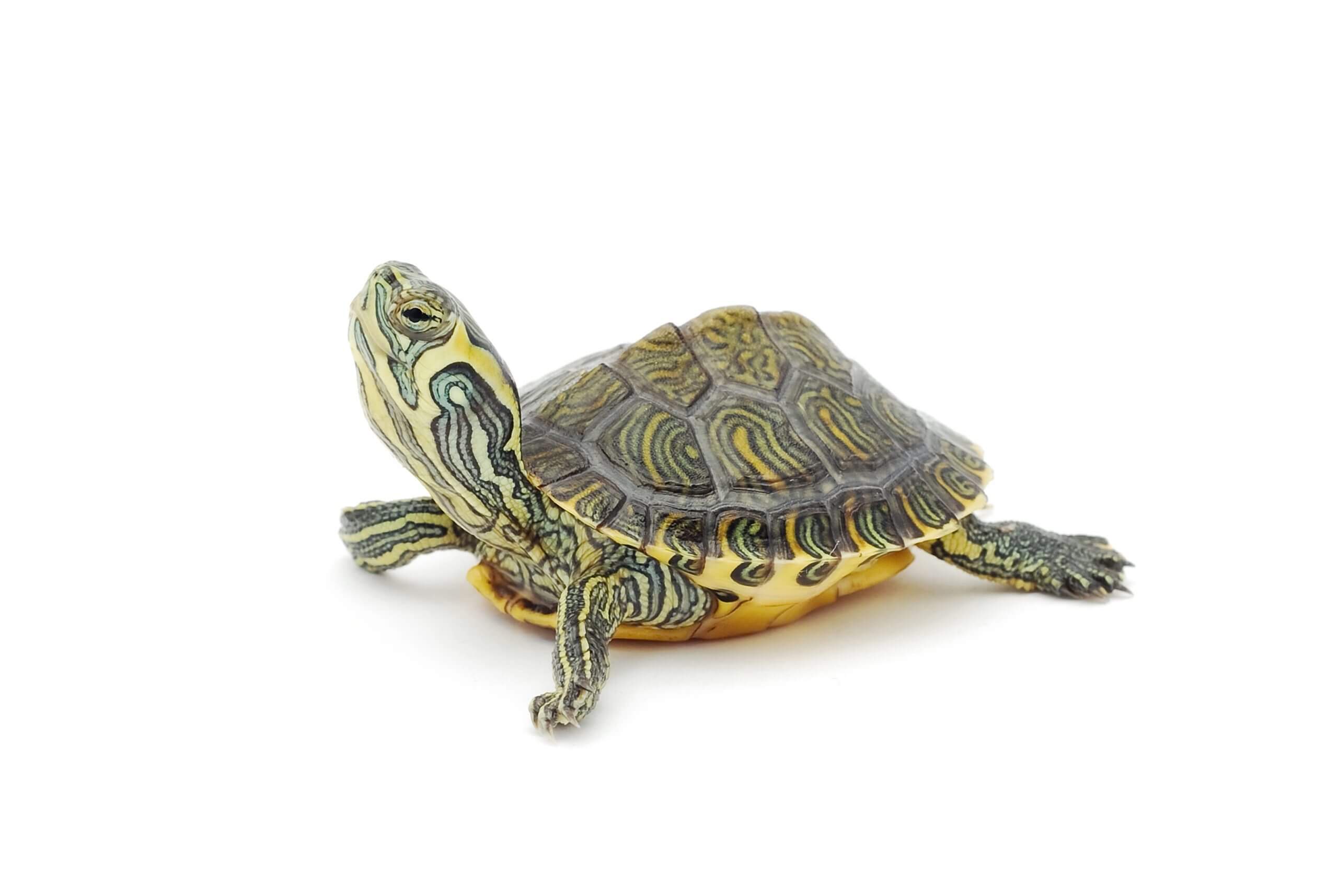 turtle-white-background