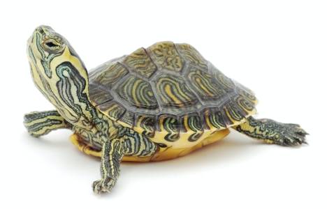 turtle-with-white-background
