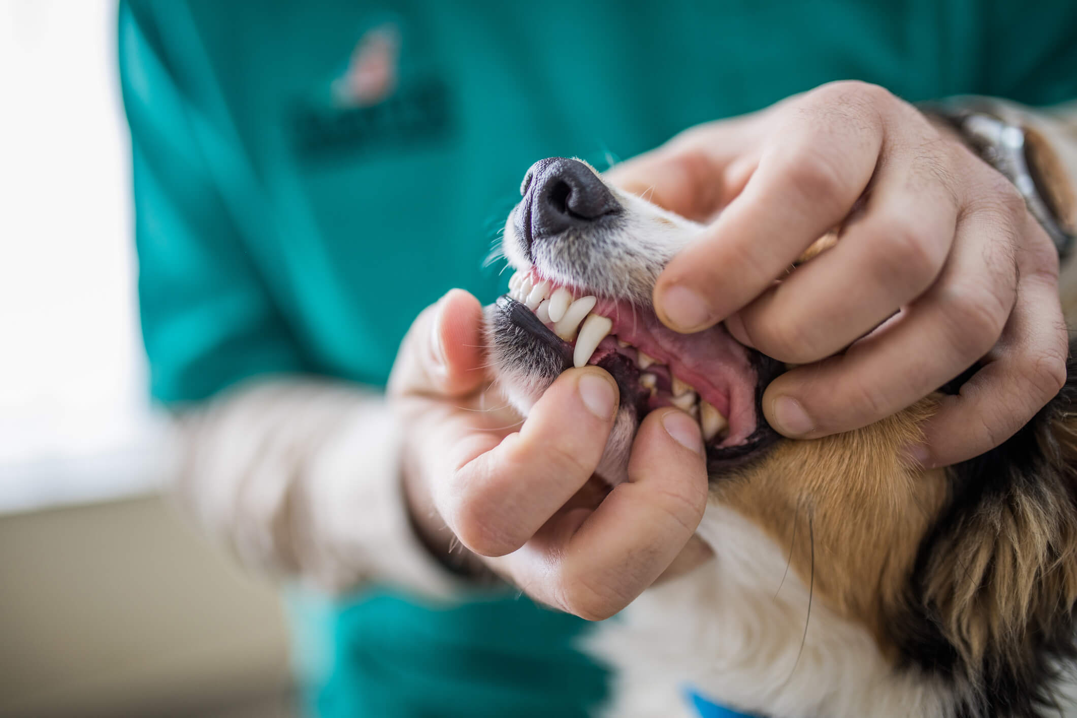 Vet Examine Dog Teeth