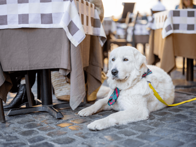 Dog laying underneath table at restaurant