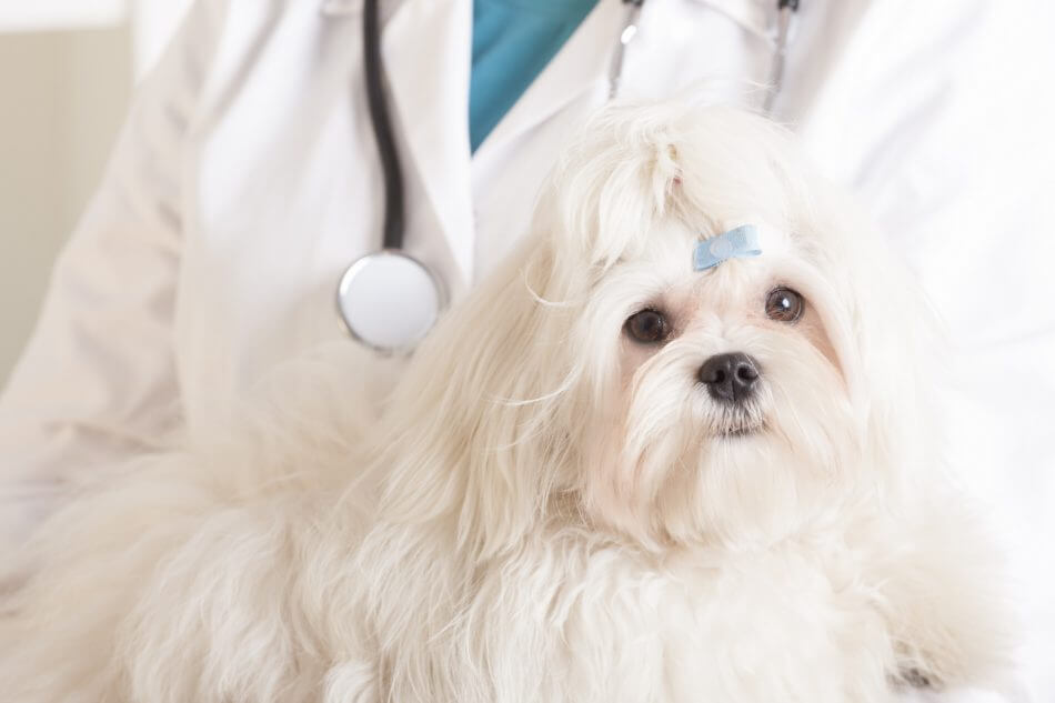 white-dog-with-blue-bow