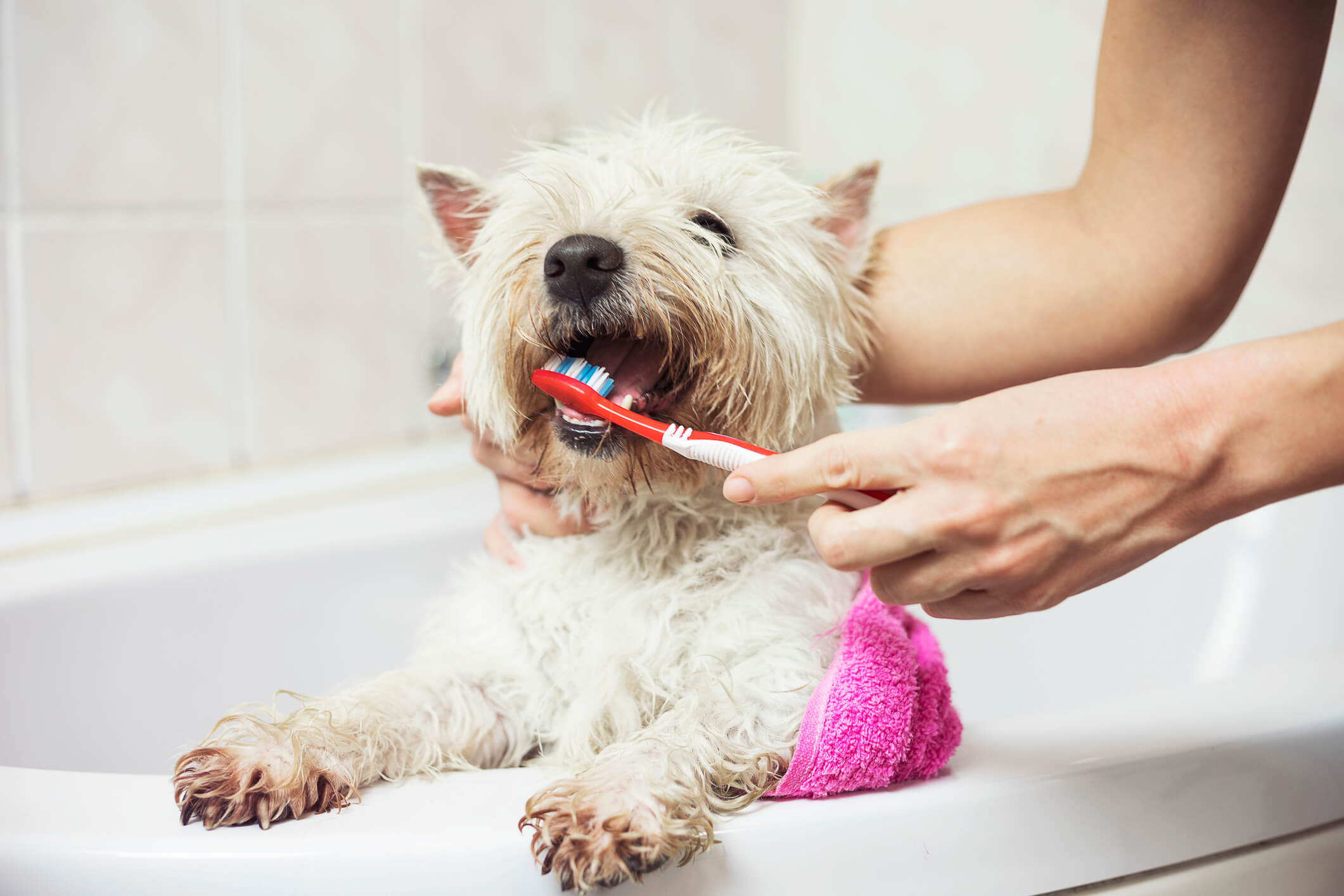 White Terrier