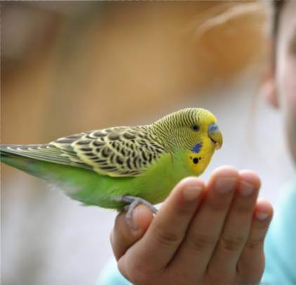 yellow-green-bird