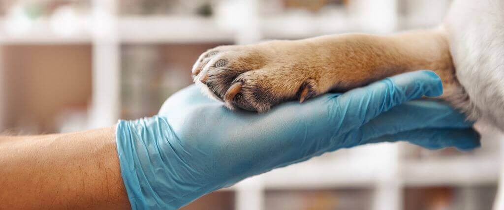 Dog Lab Work in Lakewood Ranch, Florida