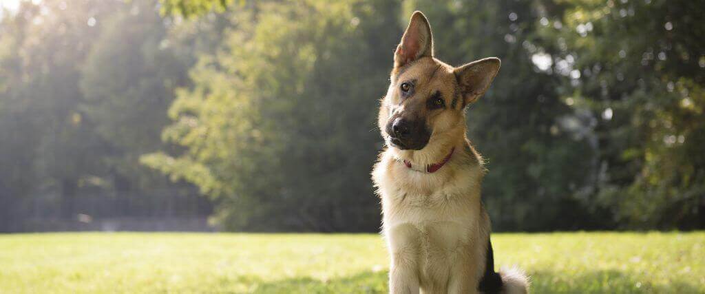 Osteosarcoma in Dogs: Signs, Treatment, and What Owners Need to Know