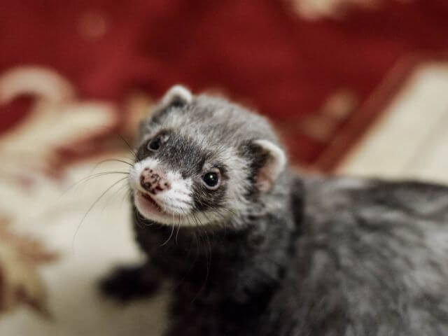 Ferret Care
