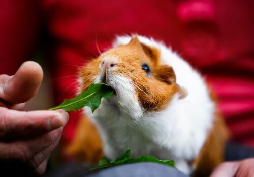 Guinea Pig Care