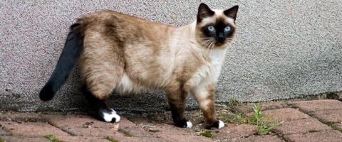 Birman Cat Breed Birman Cat Breed