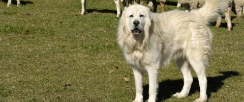 Great pyrenees breed Great pyrenees breed