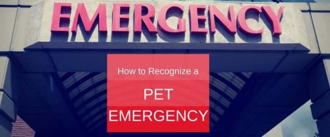How to Recognize a Pet Emergency