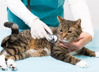Aches And Pains In Senior Pets