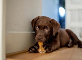 How To Prevent Heartworm Disease In Large Breed Puppies