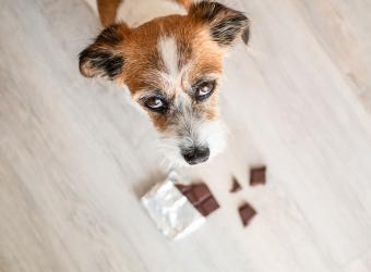 Pets And Chocolate: A Scary Combination!