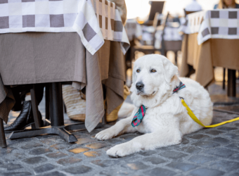 Pet-Friendly Guide to Bradenton, Florida