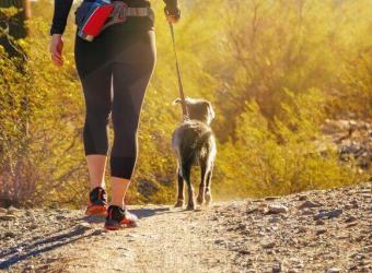 Everything You Need to Know About Dog Rattlesnake Bites & How Your Veterinarian Will Treat Them