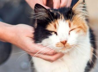 Feline Diabetes: A Veterinarian&#039;s  Insights for Optimal Cat Health and Wellness