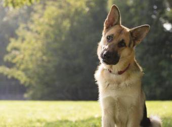 Osteosarcoma in Dogs: Signs, Treatment, and What Owners Need to Know