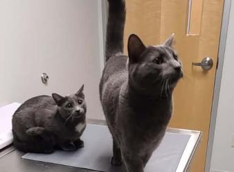 Filter Failure: What Happens When a Pet’s Kidneys Can&#039;t Keep Up